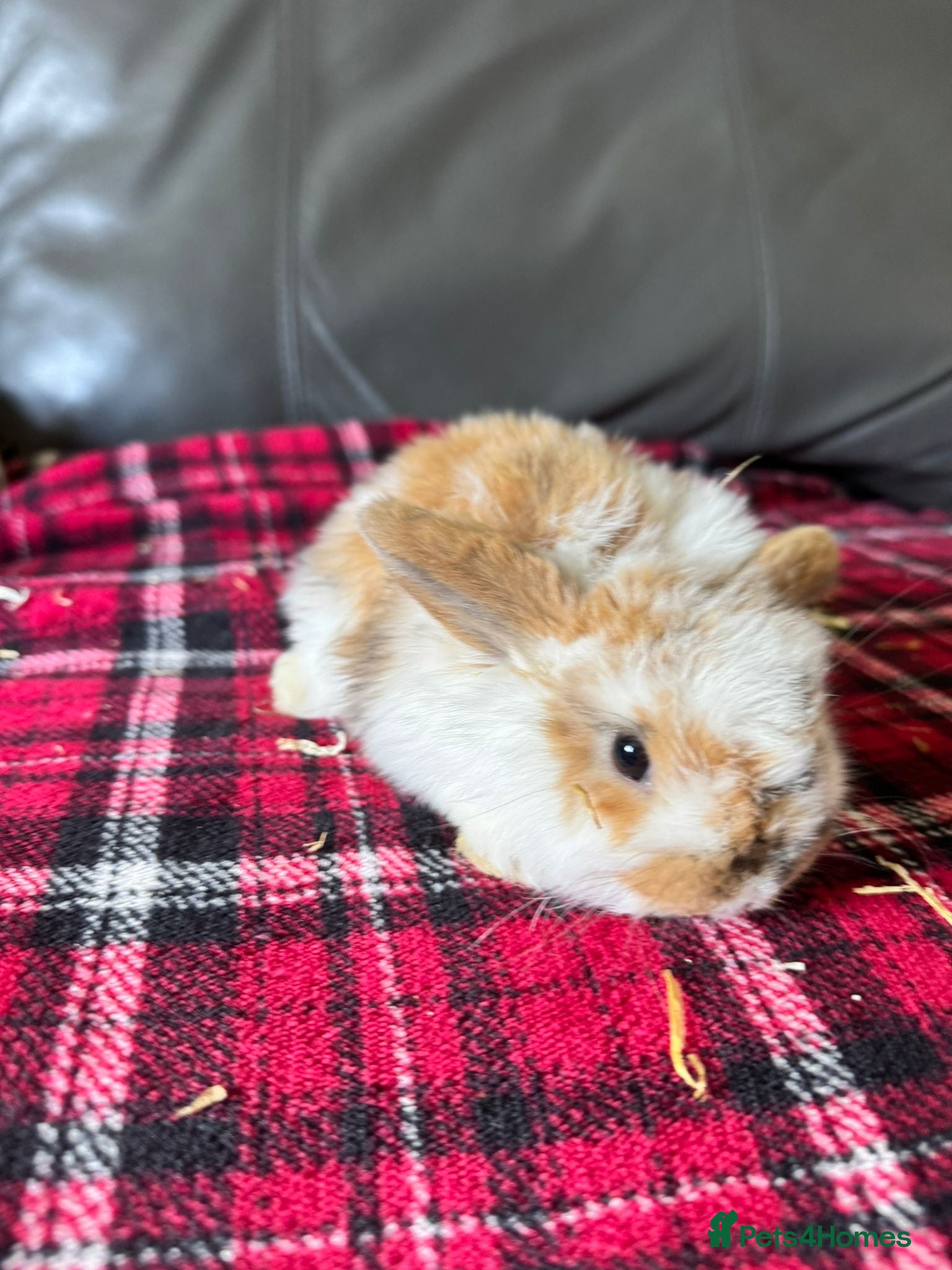 Mini Lop rabbits Mixed litter mini lops  - Advert 1