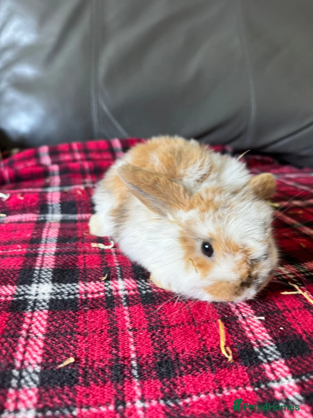 Mini Lop rabbits for sale: Mixed litter mini lops  - Advert 1