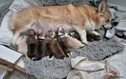 Welsh Corgi Pembroke dogs for stud: Pembrokeshire corgi fully genetically tested  in Abergele - Image 3