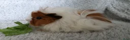 Guinea Pig rodents for sale: Boys rt1 19th july - Advert 4