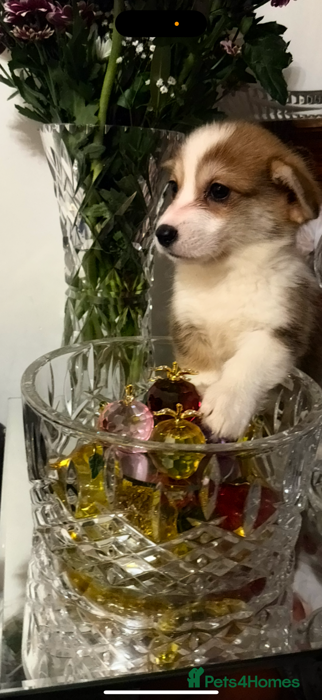 Welsh Corgi Pembroke dogs for sale: Kc reg Pembroke 1 boy left beautiful markings 💙 - Advert 14