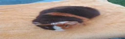 Guinea Pig rodents for sale: Teddy baby  - Advert 3