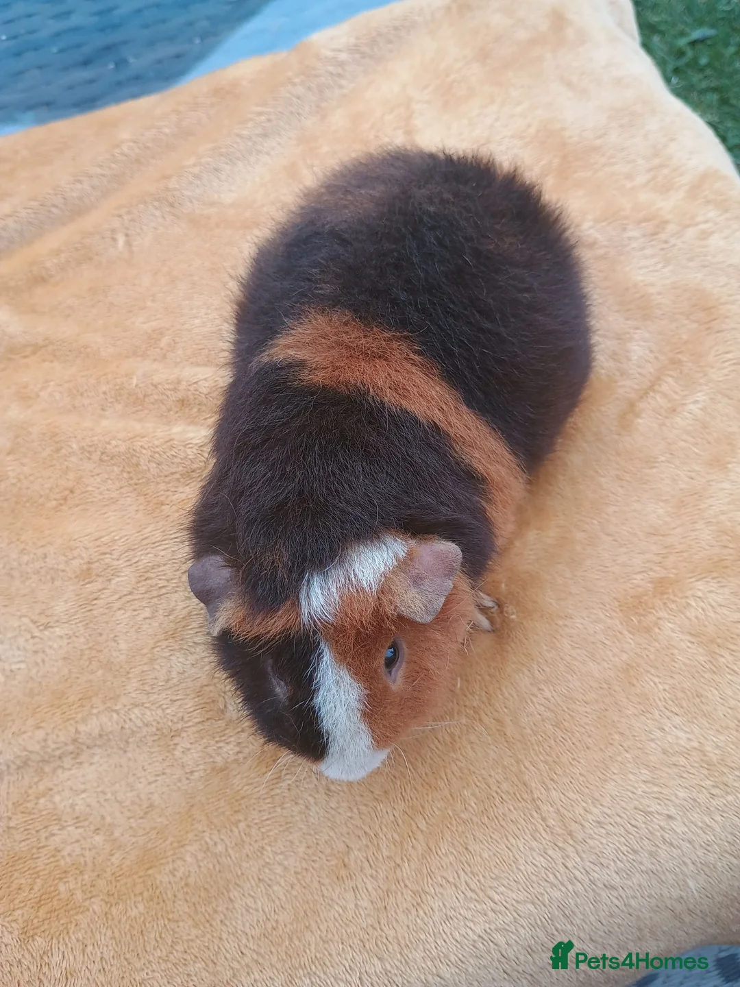 Guinea Pig rodents for sale: Teddy baby  - Advert 3