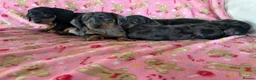 Dachshund dogs for sale: Beautiful dachshund puppies for sale  - Advert 12