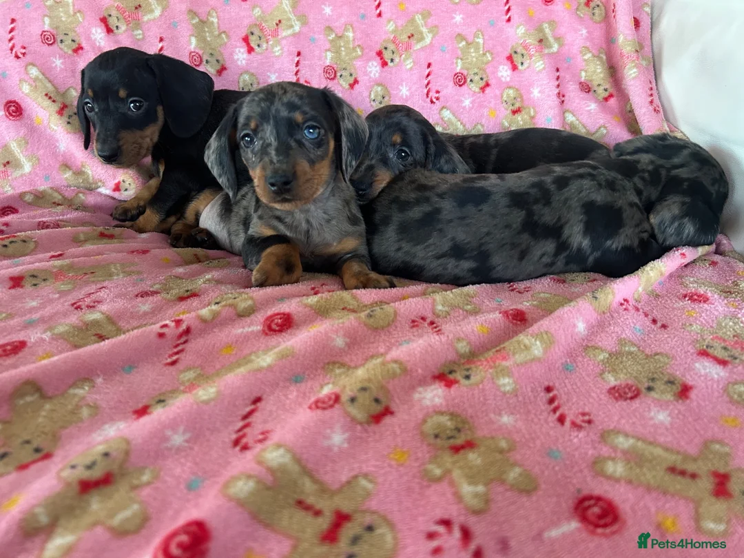 Dachshund dogs for sale: Beautiful dachshund puppies for sale  - Advert 12