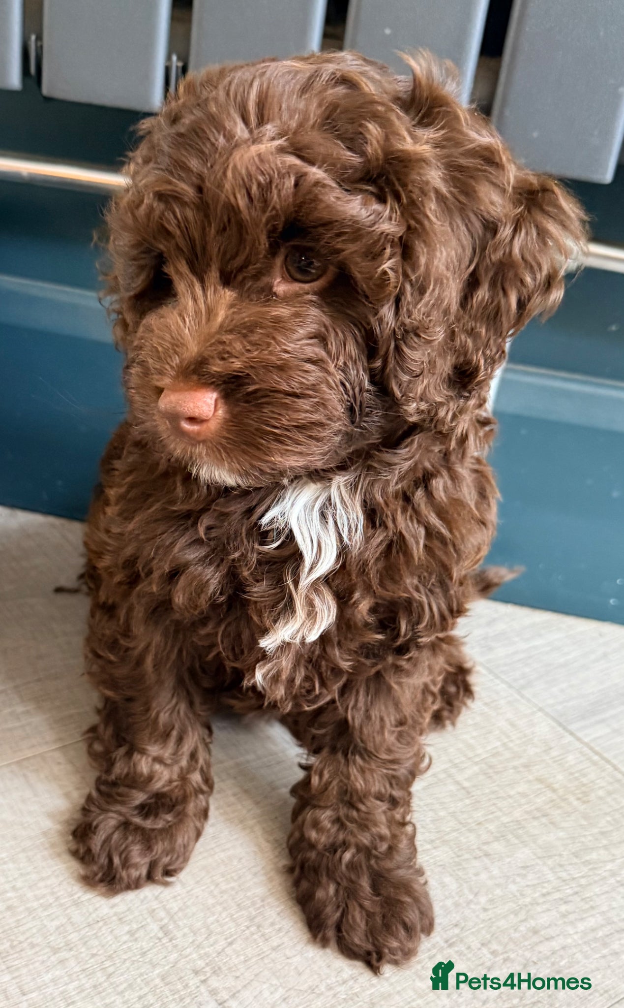 Mixed Breed dogs for sale:  Ready to go Cavapoo/Cockapoo pups £1550 OVNO  - Advert 13