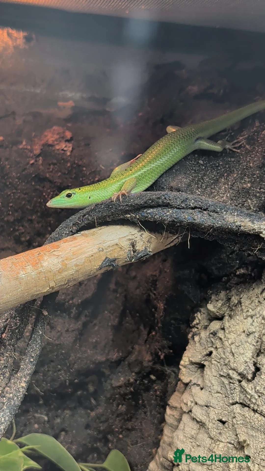 Skink reptiles for sale: Young Emerald tree skink - Advert 4