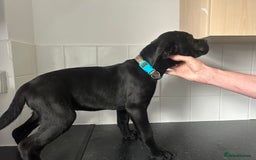 Cane Corso dogs for sale: Cane corso puppies  - Image 3