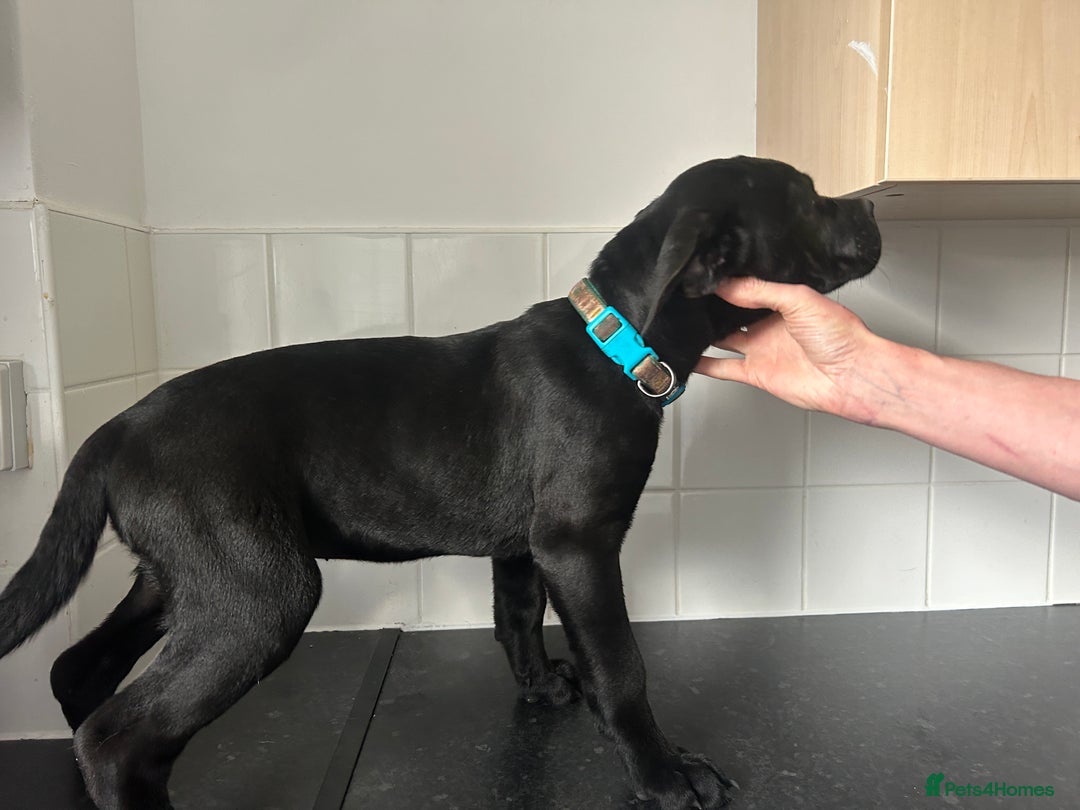 Cane Corso dogs for sale: Cane corso puppies  - Image 3