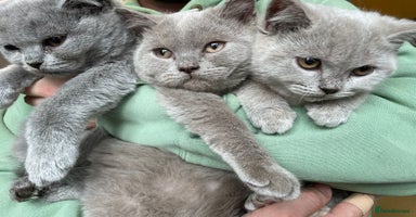 Scottish Fold cats in Altrincham - Advert 8