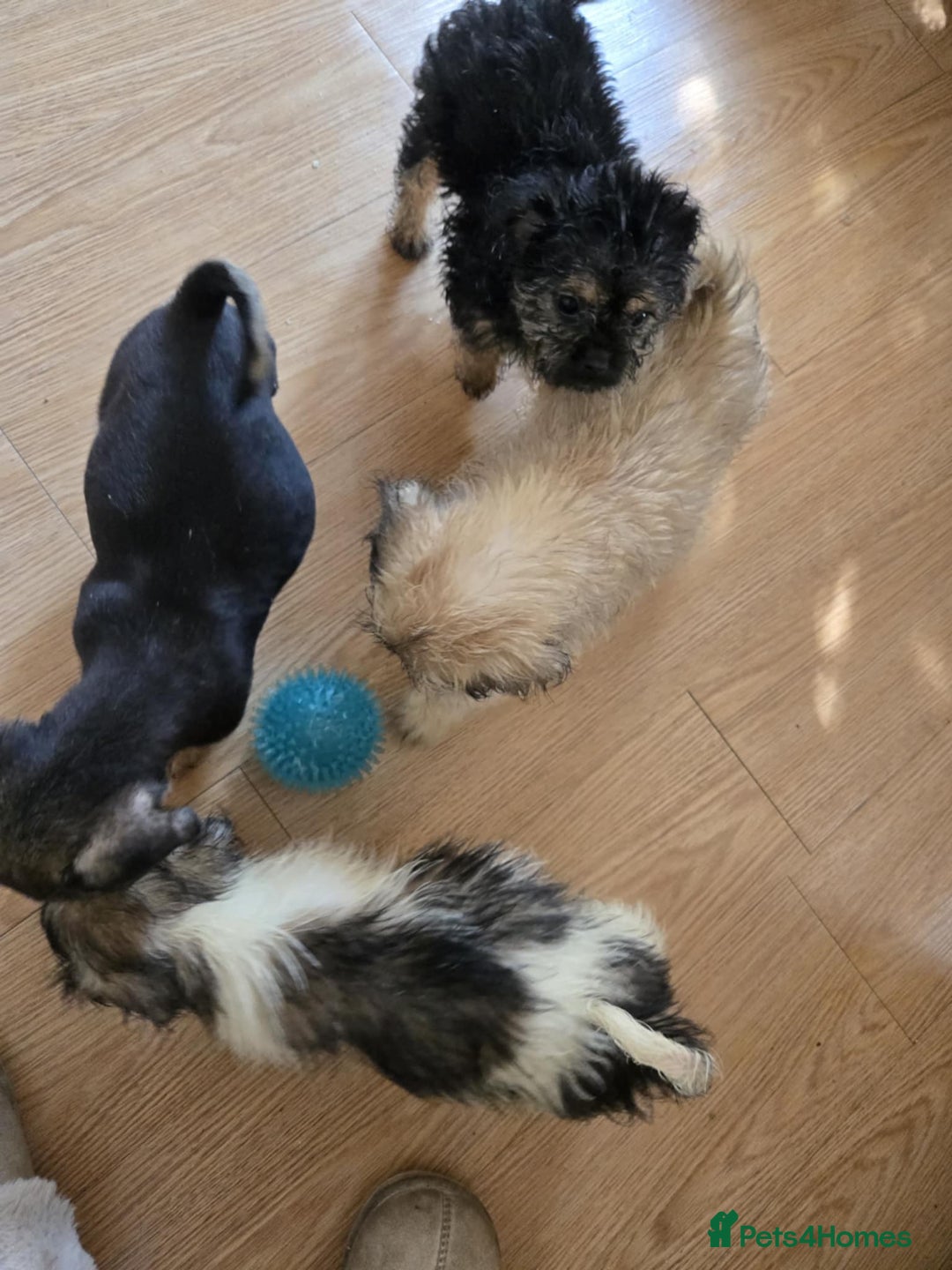 Mixed Breed dogs for sale: 6 jug x cavachon pups for sale  - Image 7