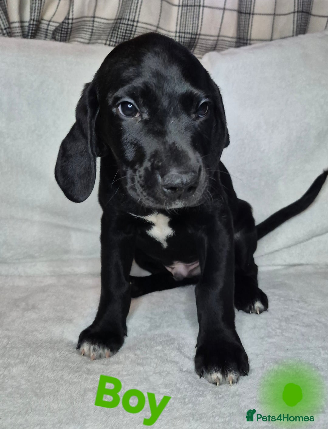 Mixed Breed dogs for sale: 6 mixed breed puppies - Advert 7