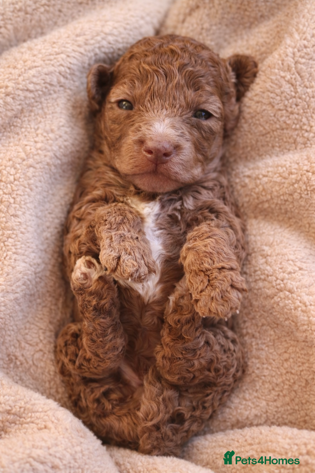 Cockapoo dogs 🤍 Beautiful F3 Multigen Cockapoo Puppies🤍 - Advert 10