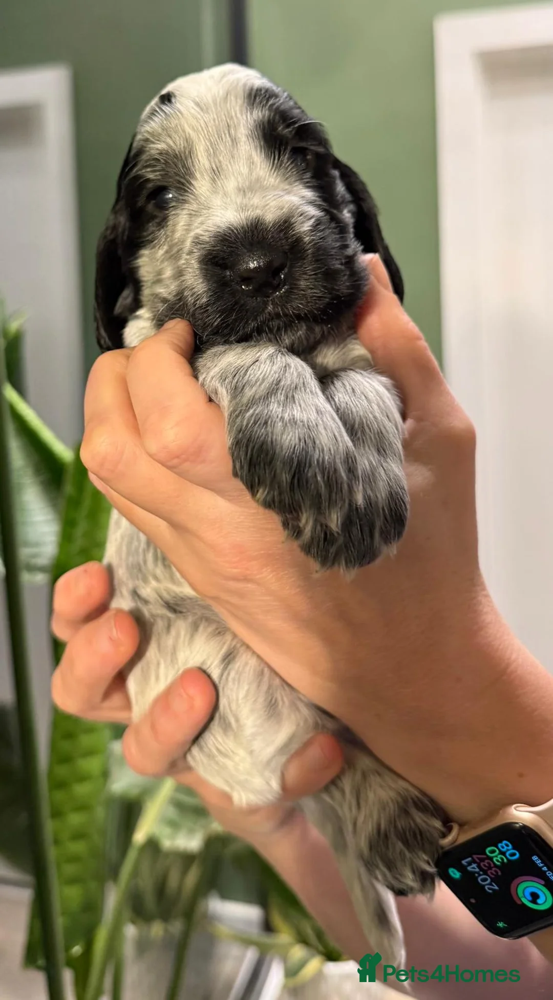 Cocker Spaniel dogs for sale: Gorgeous KC/Full Health Cocker Spaniel show type - Advert 23