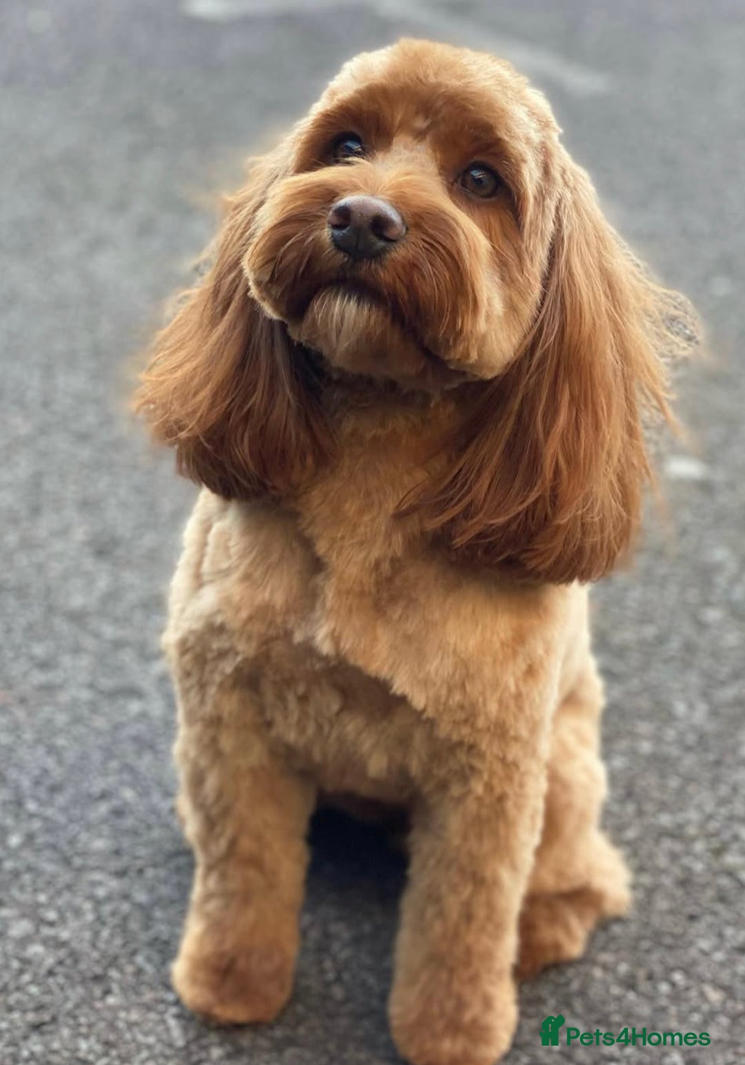 Cockapoo dogs for sale: Red toy cockapoos-Ready now!! - Image 3