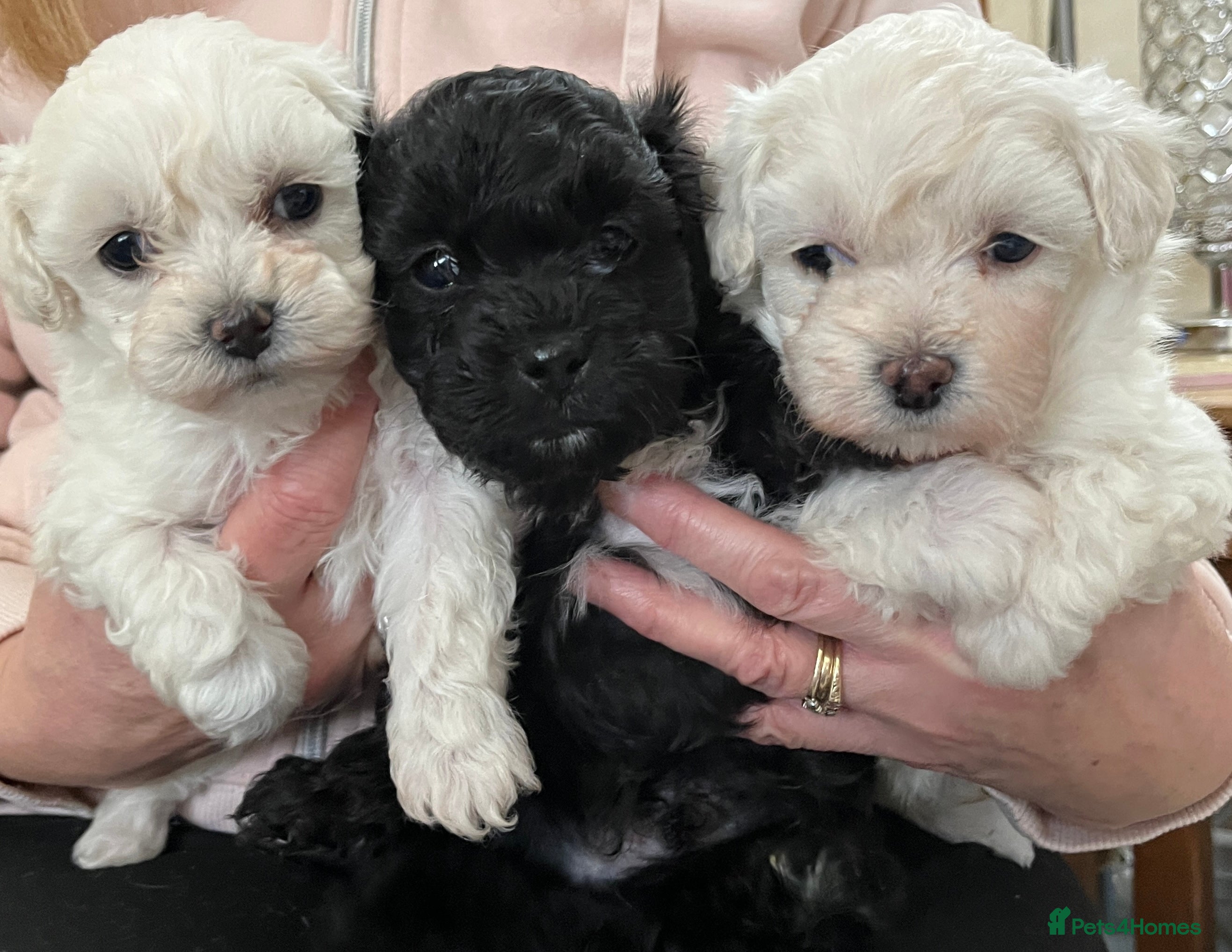 Maltipoo dogs 🐾Maltipoo Puppies🐾 in Abingdon - Advert 17
