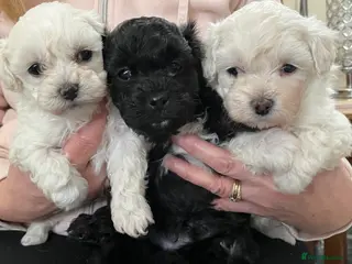 Maltipoo dogs 🐾Maltipoo Puppies🐾 in Abingdon - Advert 1