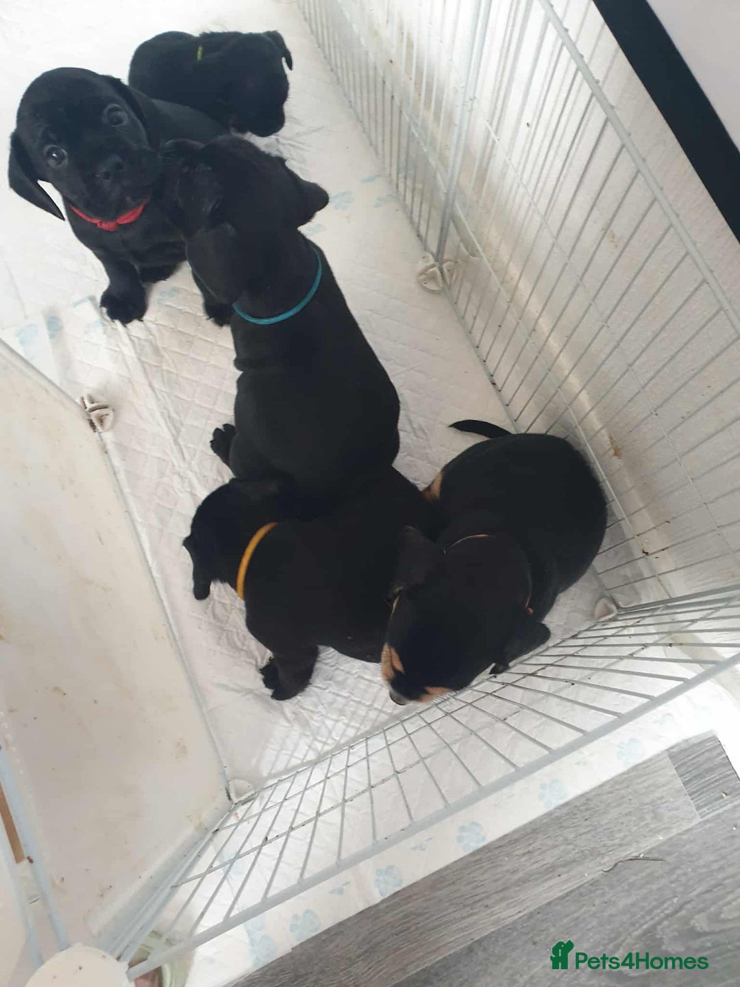 Mixed Breed dogs for sale: Cocker bull puppies for sale  - Image 4