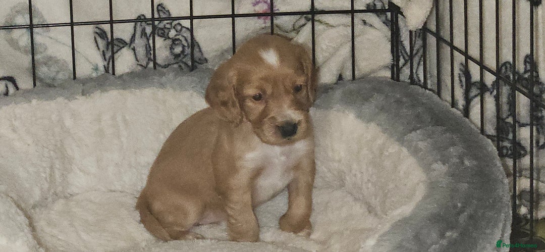 Cocker Spaniel dogs for sale: litter of 6 pedigree cocker spaniel puppies. - Image 7