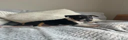 English Bull Terrier dogs for sale: English bull terrier puppies for sale - Advert 13