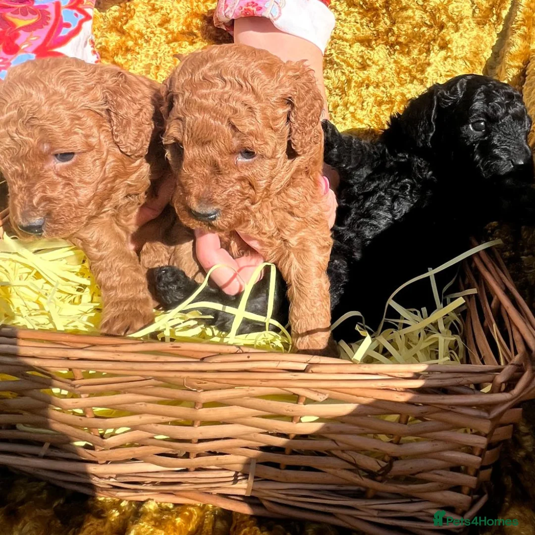 Miniature Poodle dogs for sale: Beautiful Red Pedigree Poodle Puppy Girl Available - Advert 2