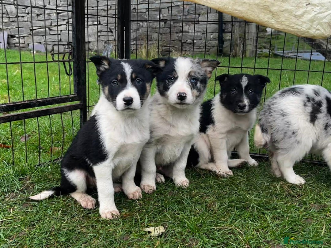 Border Collie dogs for sale: 5 Beautiful Blue Merle Border Collie Puppies - Advert 5