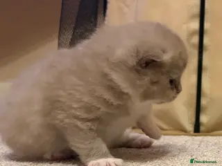 British Shorthair cats ALL RESERVED - BSH Kiitens - Advert 1