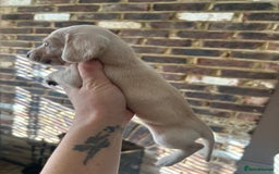 Miniature Dachshund dogs for sale: long haired miniature dachshund puppies - Image 8