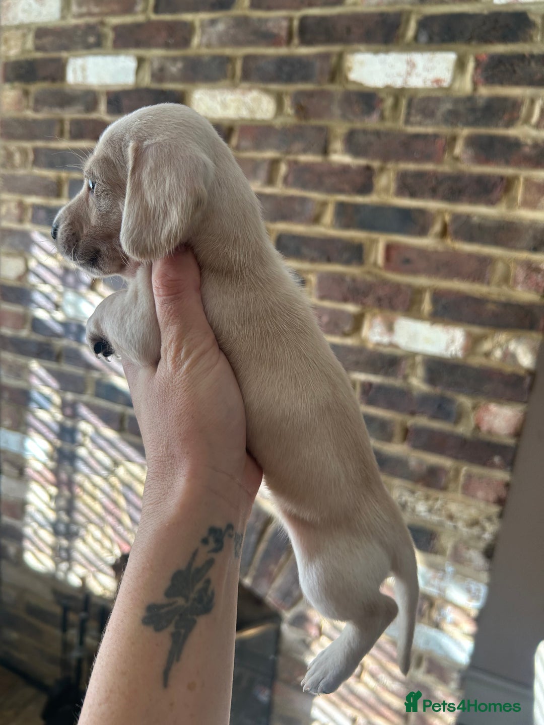 Miniature Dachshund dogs for sale: long haired miniature dachshund puppies - Image 8