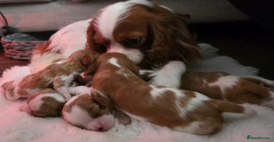 Cavalier King Charles Spaniel dogs - Advert 12
