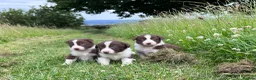 Border Collie dogs for sale: ISDS Red & white Border Collie Puppies - Advert 4
