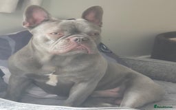 French Bulldog dogs for sale: Blue french bulldog  - Image 2