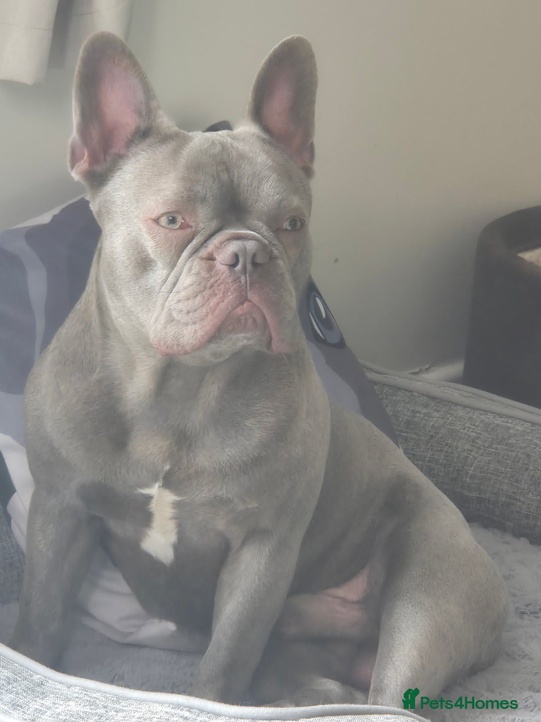 French Bulldog dogs for sale: Blue french bulldog  - Image 2