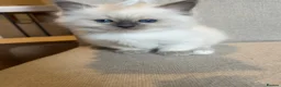 Birman cats for sale: Beautiful Blue Point Birman-Ragdoll Kittens in Leicester - Advert 6