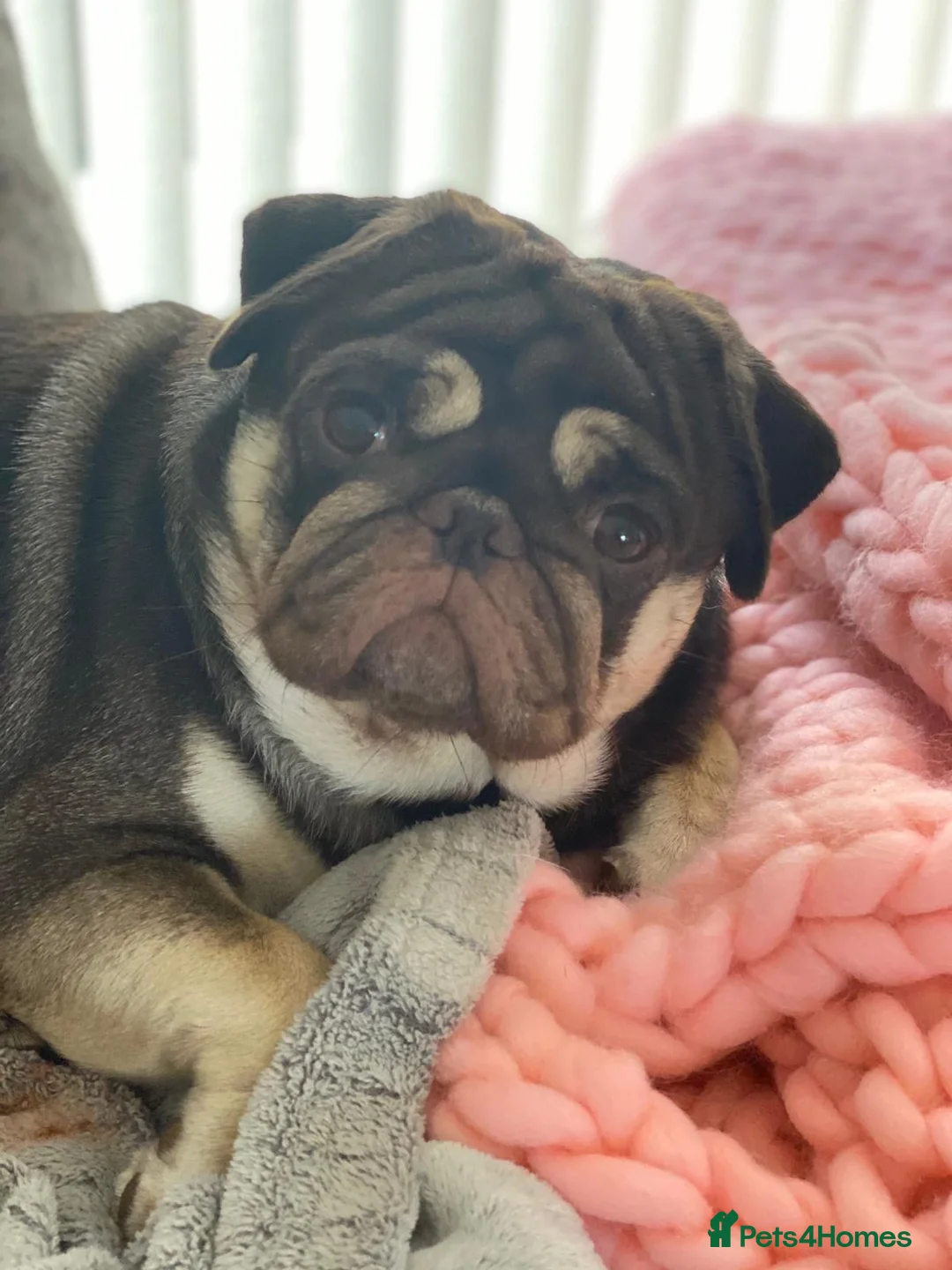 Pug dogs for stud: Chocolate and Tan Carrying Blue Pug Stud in Newport - Advert 2