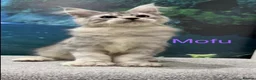 Maine Coon cats for sale: High silver TICA Registered Maine Coon Kittens  - Advert 11