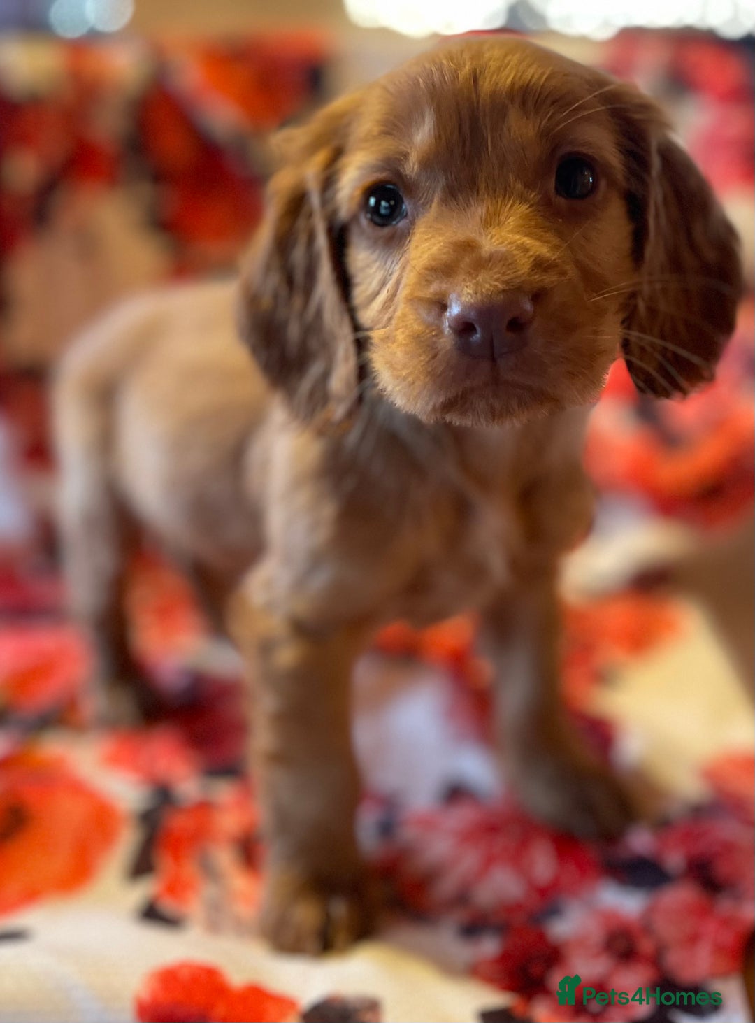 Cocker Spaniel dogs for sale: Beautiful golden puppies ready to leave now! - Advert 13