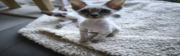 Devon Rex cats for sale: Devon Rex kittens pointed💙blue eyes💙 - Advert 8