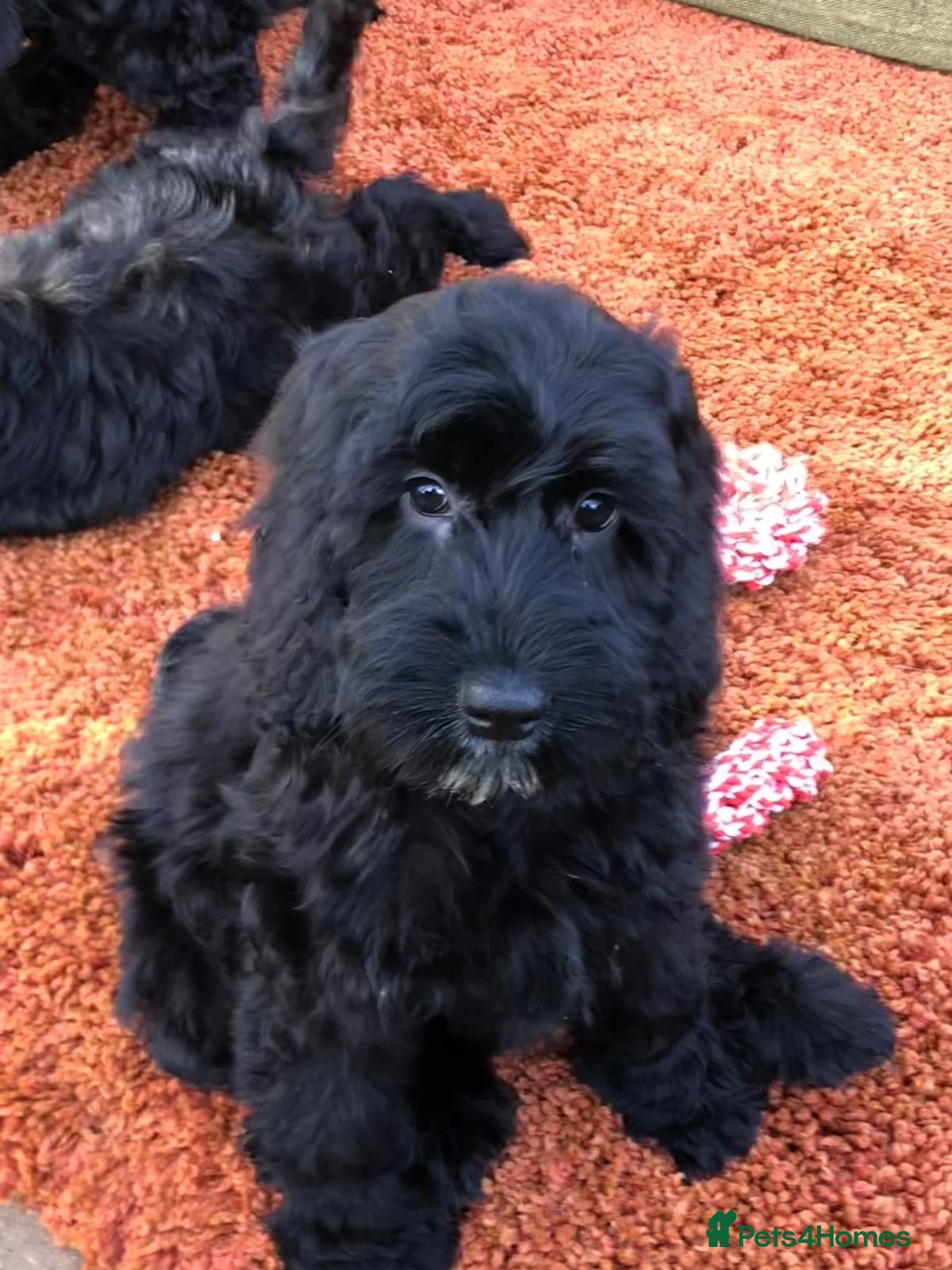 Cockapoo dogs 🐾 Fully vaccinated Miniature Cockapoo Puppies 🐾 - Advert 2