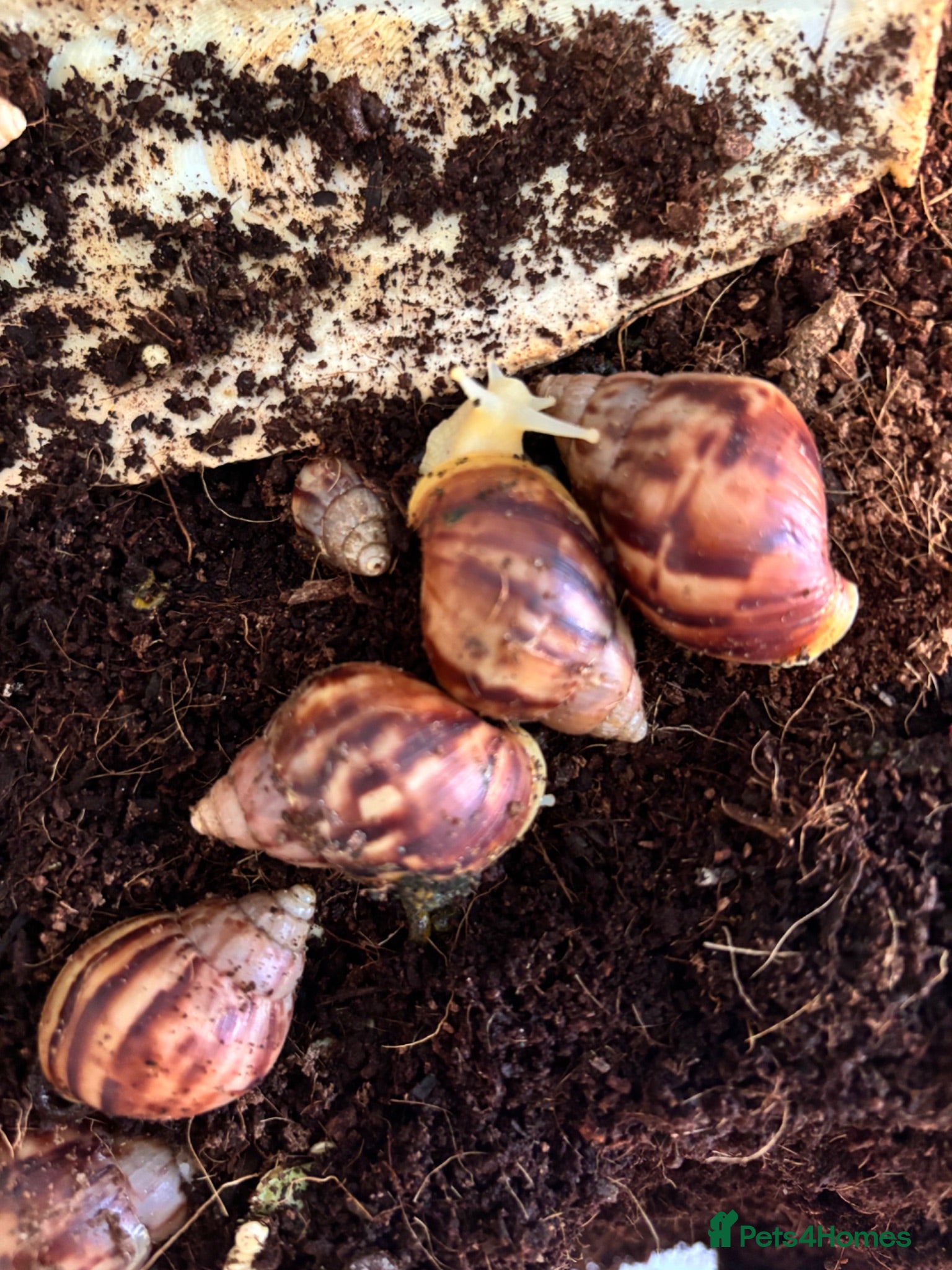 Snails invertebrates Giant African albino land snails  - Advert 3