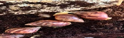 Snails invertebrates for sale: Giant African albino land snails  - Advert 1