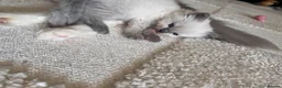 Ragdoll cats for sale: beautiful fluffy ragdolls - Advert 8