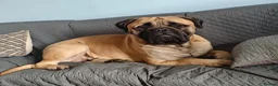Bullmastiff dogs for stud: 🐾 PROVEN GENTLE GIANT: BULLMASTIFF FOR STUD 🐾 - Advert 3