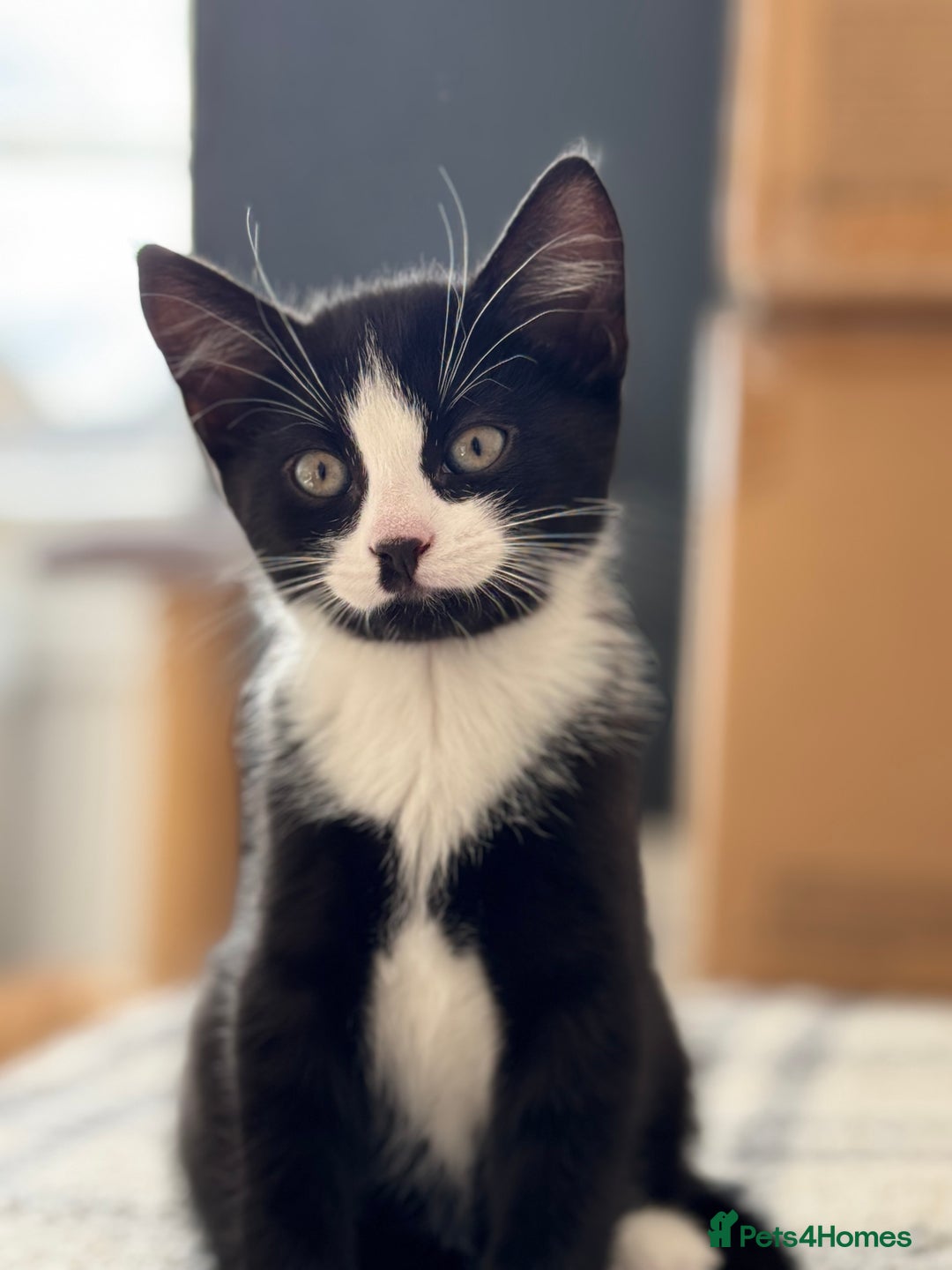 Mixed Breed cats for sale: Two adorable female kittens need a home  - Image 5