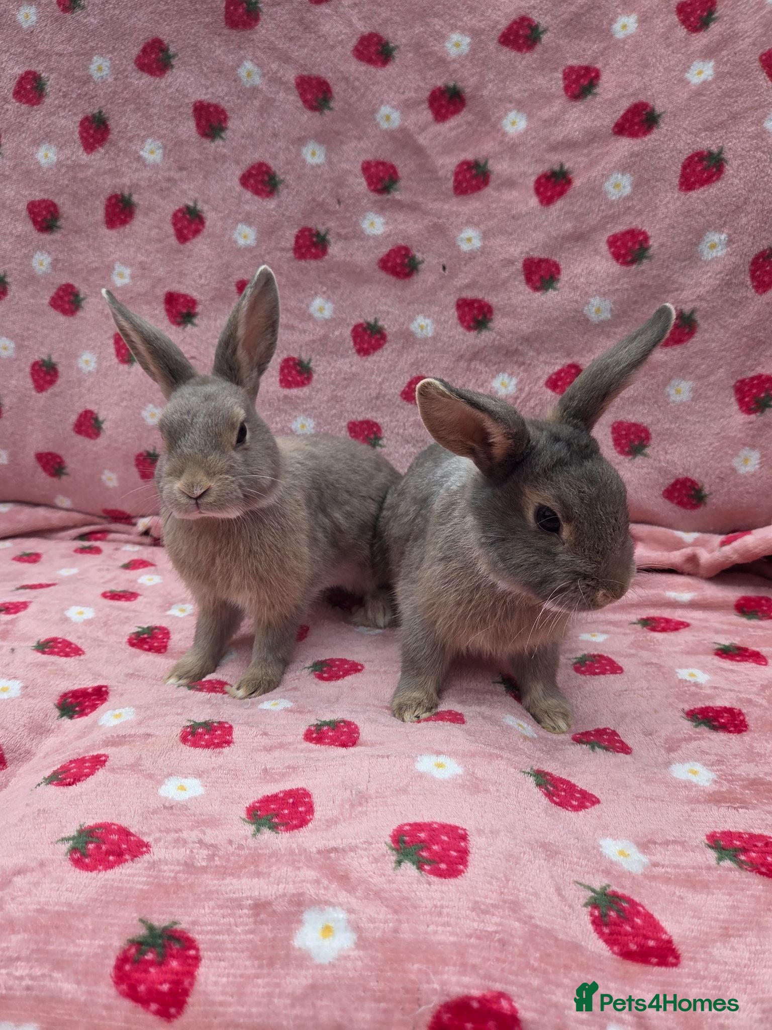 Mixed Breed rabbits Silly tame blue fawn plush mini lop - Advert 2