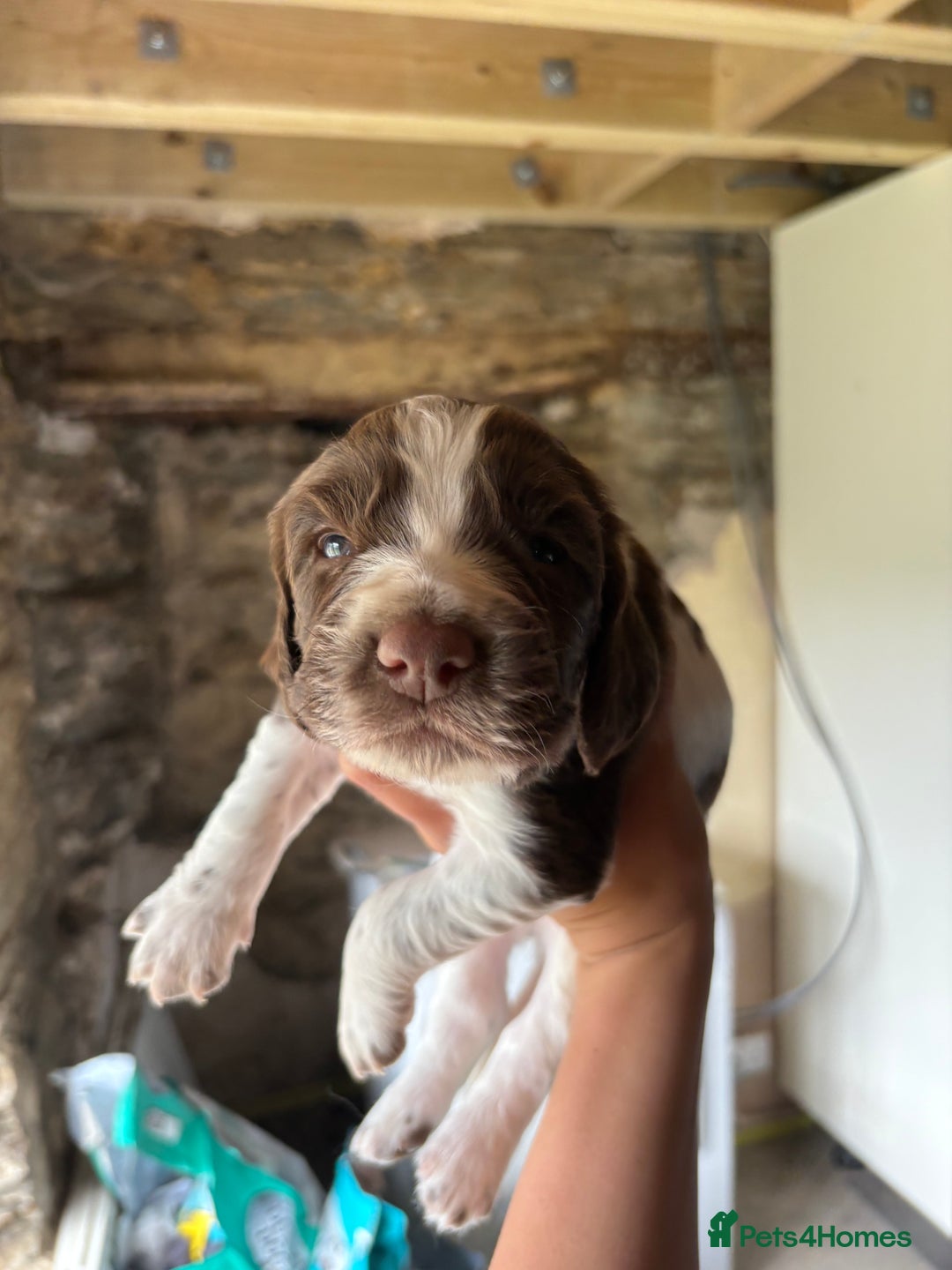 Sprocker dogs for sale: Sprocker spaniel puppies - Image 5