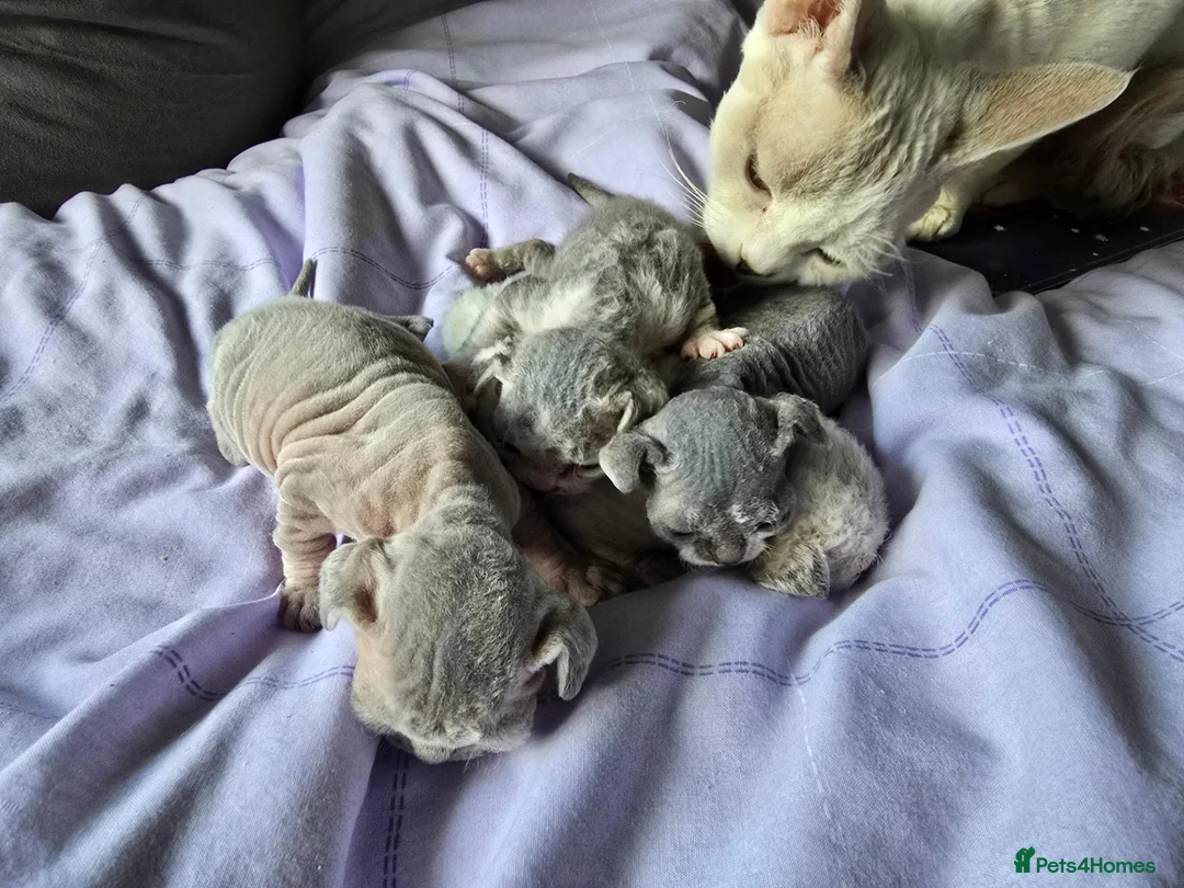 Devon Rex cats for sale: BOYS BOYS BOYS - Advert 5