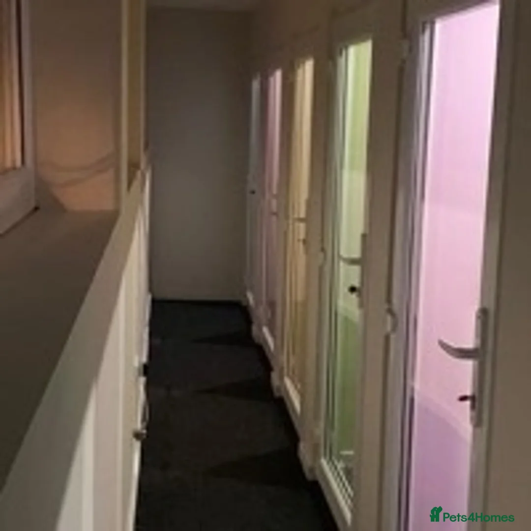 Ragdoll cats for stud: several studs available 100% proven in Brighouse - Advert 5