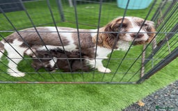 Cocker Spaniel dogs for sale: English cocker spaniel puppies - Image 8