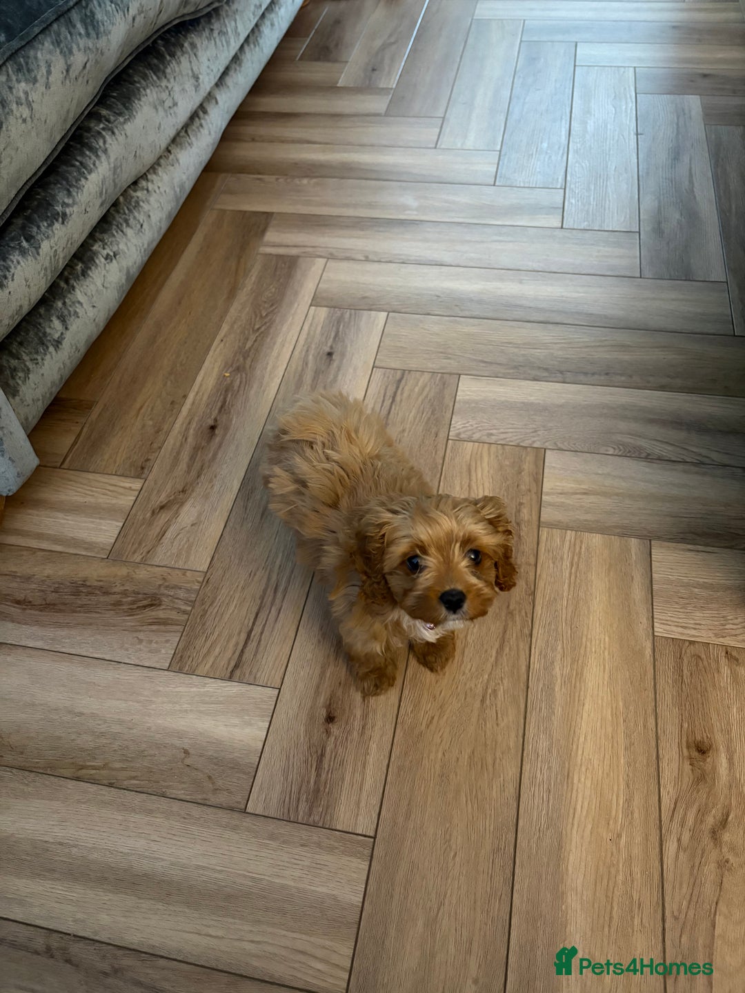 Cavapoo dogs for sale: Cavapoo puppy- needs a new home  - Advert 2